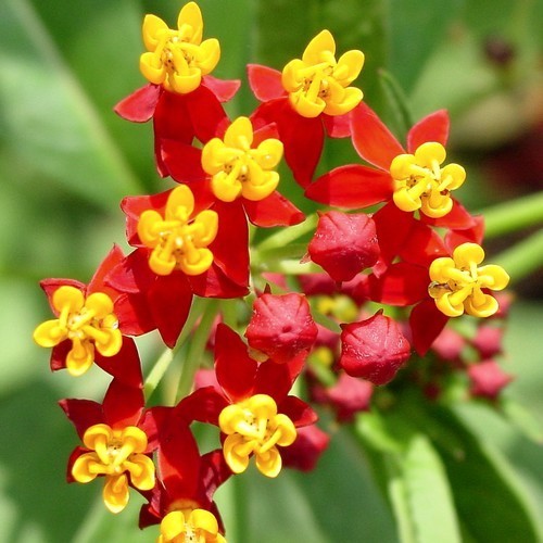 Asclepias curassavica 'Red'