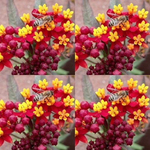 Asclepias curassavica 'Red'