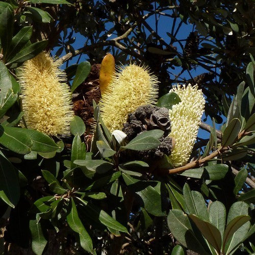 Coast Banksia