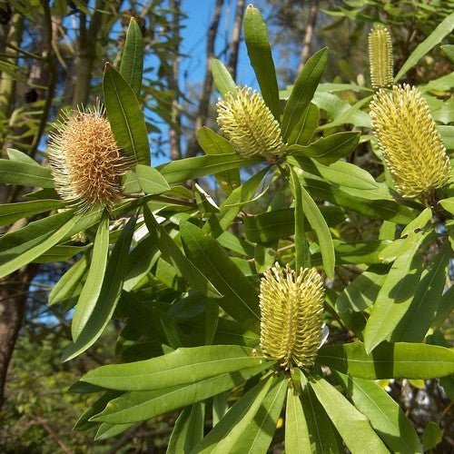 Coast Banksia