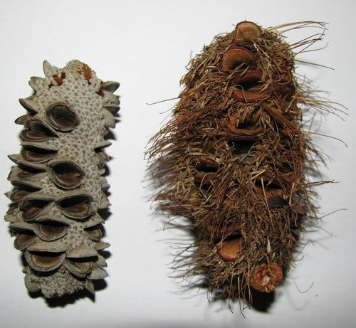 Coast Banksia