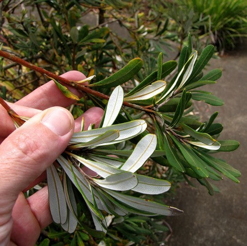 Coast Banksia