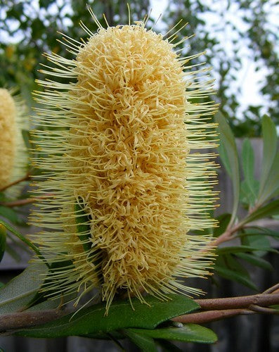 Coast Banksia