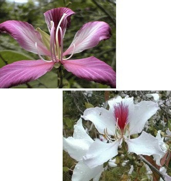 Bauhinia 'Mixed'