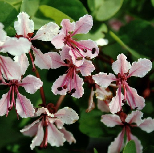 Bauhinia scandens