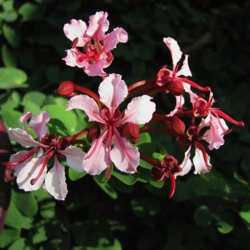 Bauhinia scandens