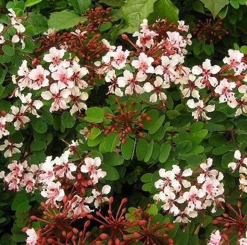 Bauhinia scandens