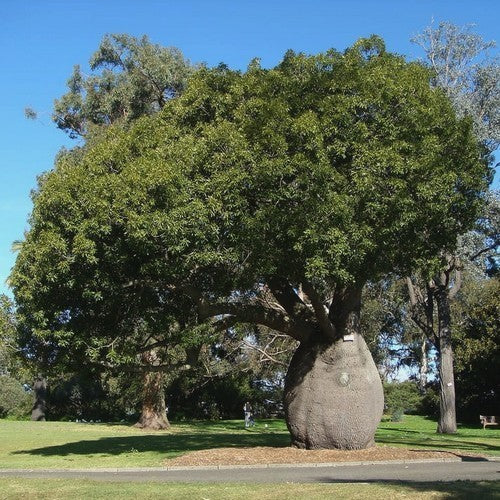 Brachychiton rupestris