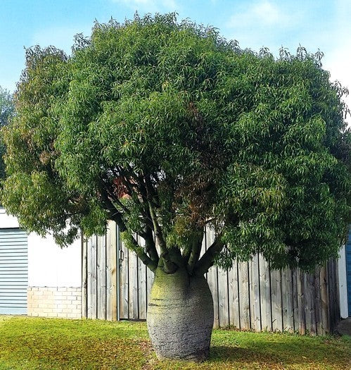 Brachychiton rupestris
