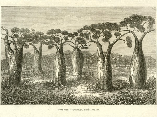 Brachychiton rupestris