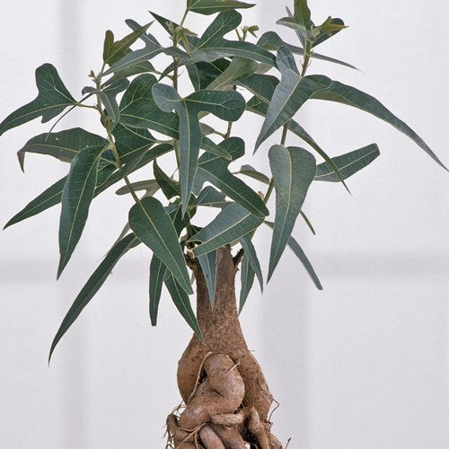 Brachychiton rupestris