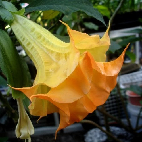 Brugmansia sanguinea 'Orange Single' / 'Aurantia'