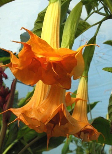 Brugmansia sanguinea 'Orange Single' / 'Aurantia'
