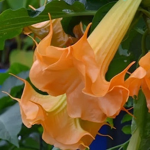 Brugmansia sanguinea 'Orange Single' / 'Aurantia'