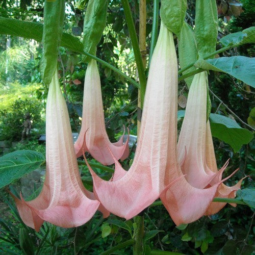 Brugmansia versicolor 'Pink Single'