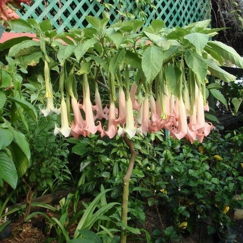 Brugmansia versicolor 'Pink Single'