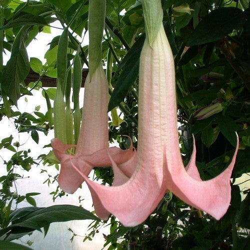 Brugmansia versicolor 'Pink Single'
