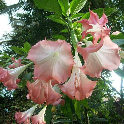 Brugmansia versicolor 'Pink Single'