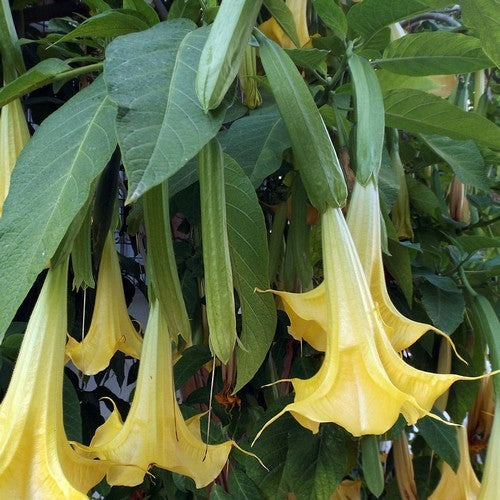 Brugmansia suaveolens 'Yellow Single'