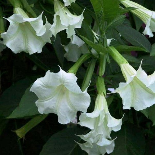 Brugmansia suaveolens 'White Single'