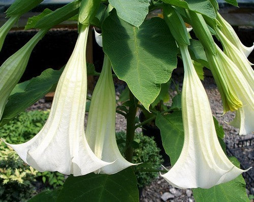 Brugmansia suaveolens 'White Single'