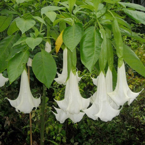 Brugmansia suaveolens 'White Single'