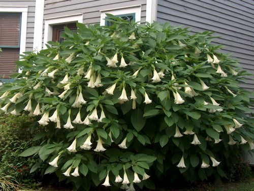 Brugmansia suaveolens 'White Single'