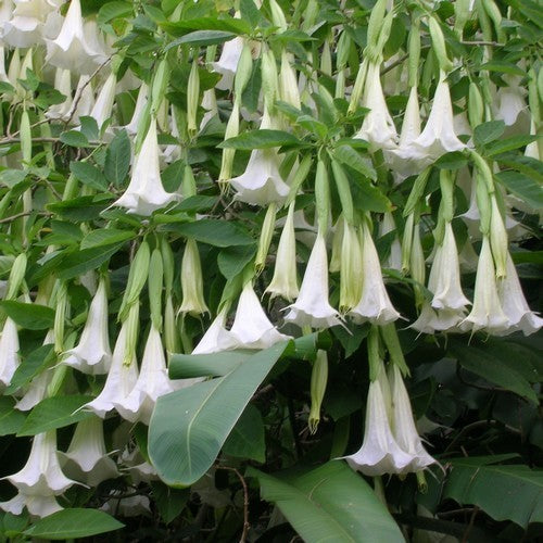 Brugmansia suaveolens 'White Single'