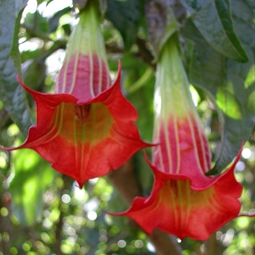 Brugmansia sanguinea