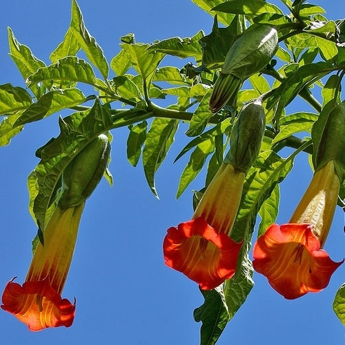 Brugmansia sanguinea