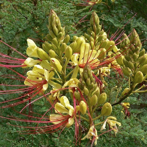 Caesalpinia gilliesii