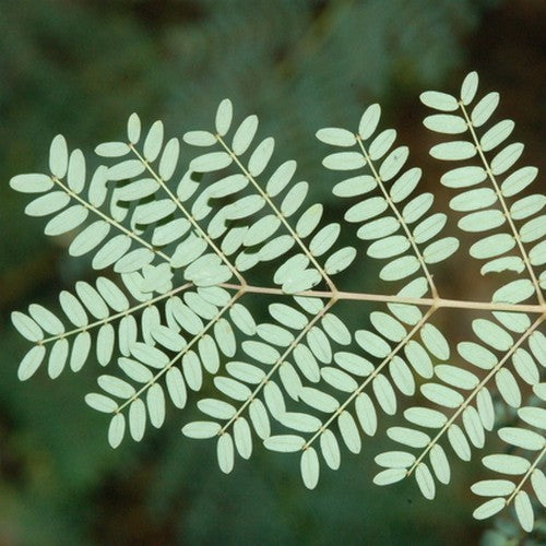 Caesalpinia gilliesii