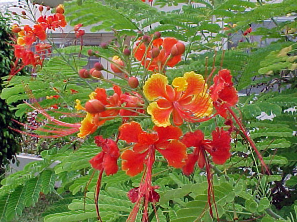 Caesalpinia pulcherrima