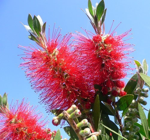 Callistemon citrinus