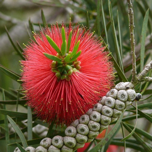 Callistemon citrinus