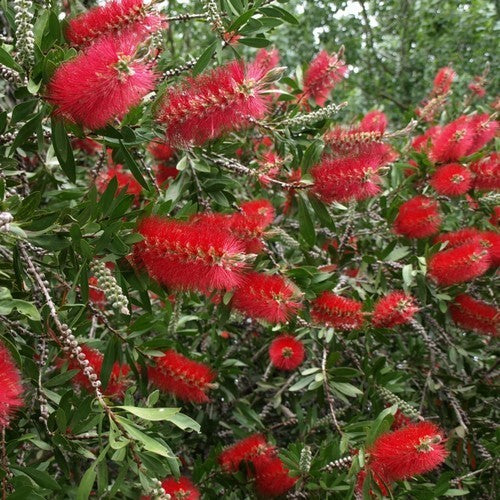 Callistemon citrinus