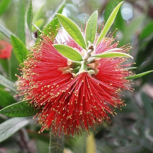 Callistemon rigidus