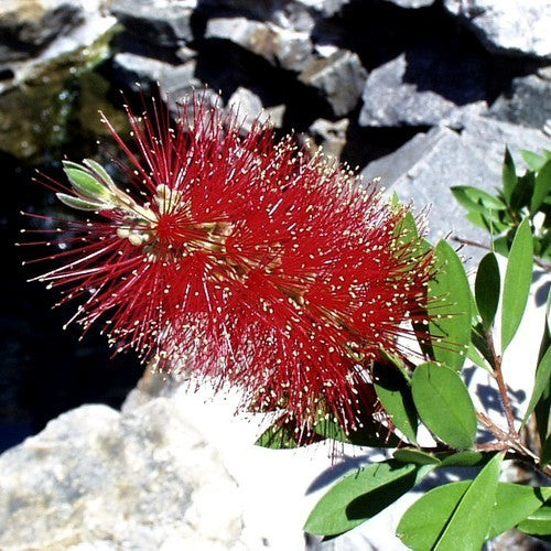 Callistemon rigidus