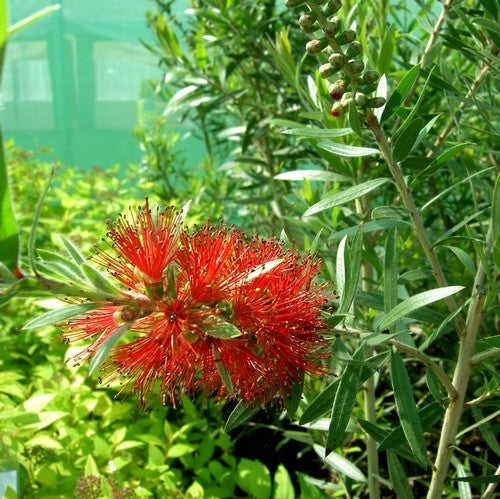 Callistemon rigidus