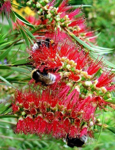 Callistemon rigidus