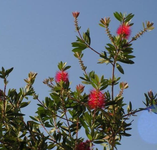Callistemon rigidus
