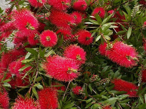 Callistemon rigidus