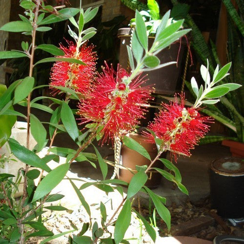 Callistemon rigidus