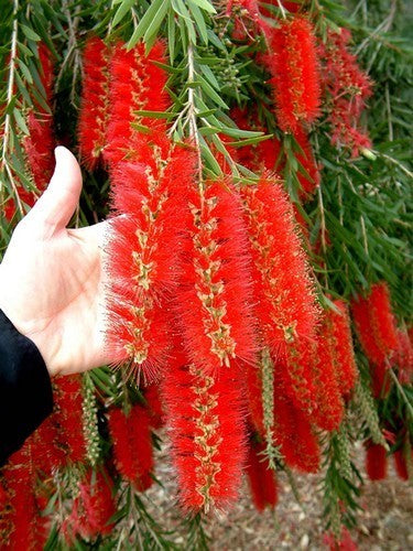 Callistemon viminalis