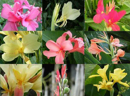 Canna Indica-Hybriden 'Mixed Hybrids'