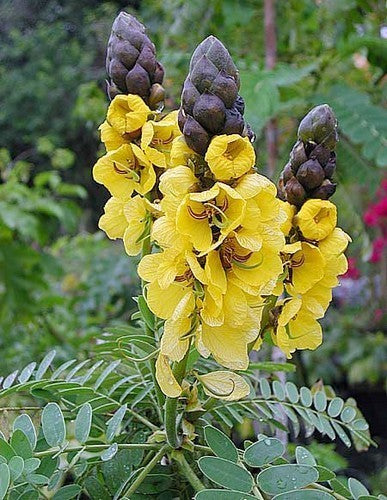 Cassia didymobotrya