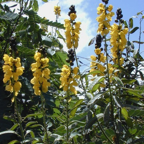 Cassia didymobotrya