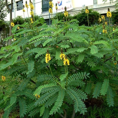 Cassia didymobotrya