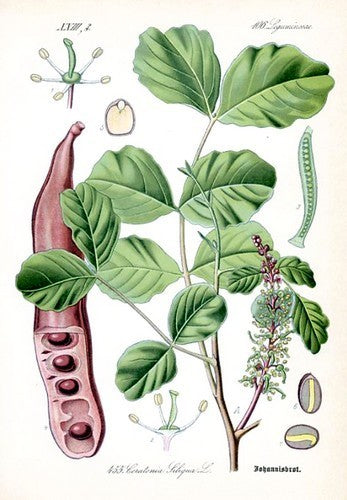 Ceratonia siliqua