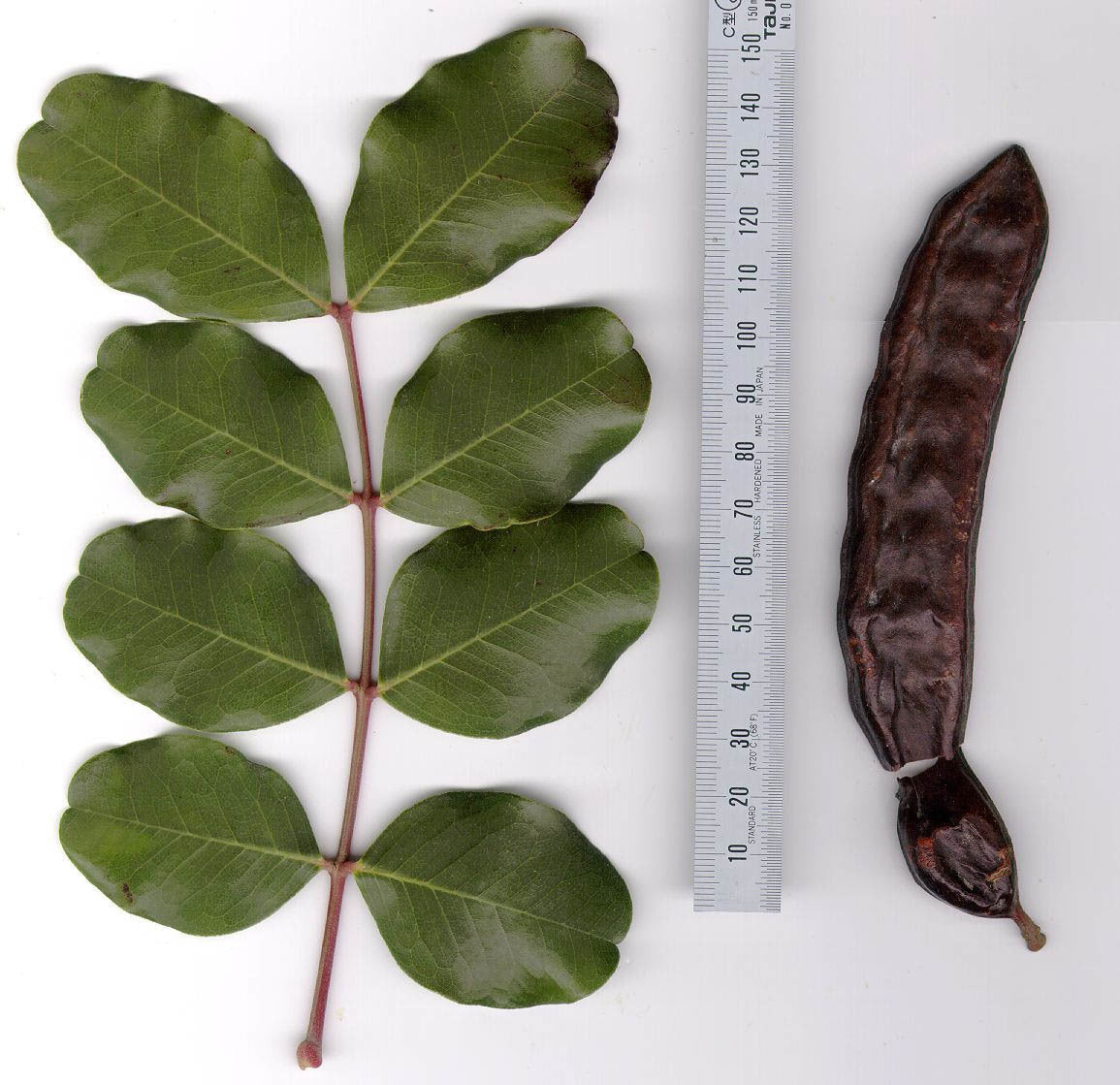 Ceratonia siliqua